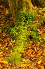 Slovenia, Triglav National Park. Close-up of fallen autumn leaves on ground. Art Print